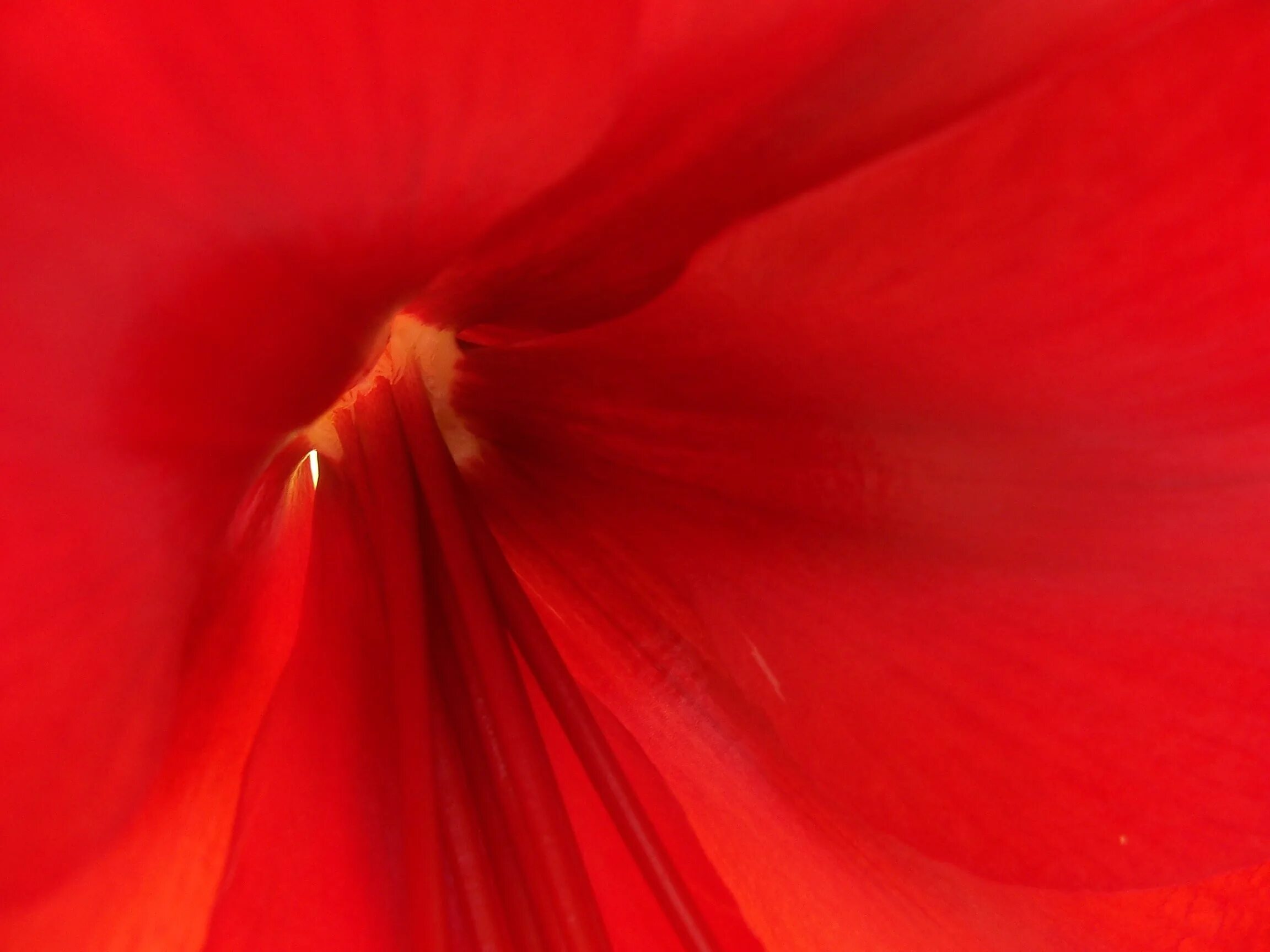 Free Images : blossom, flower, petal, love, romantic, pink, red rose, beauty, va