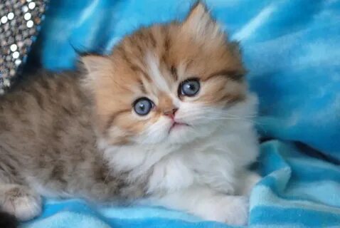 Сколько пород котят