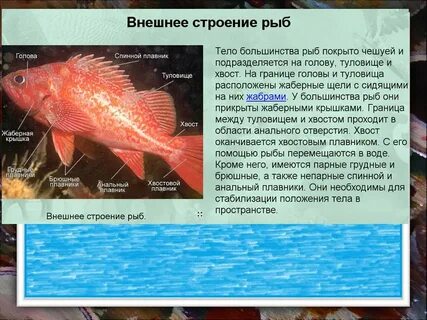Окраска туловища плавников
