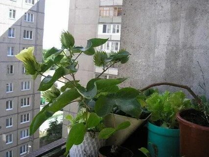 Домашний хлопка