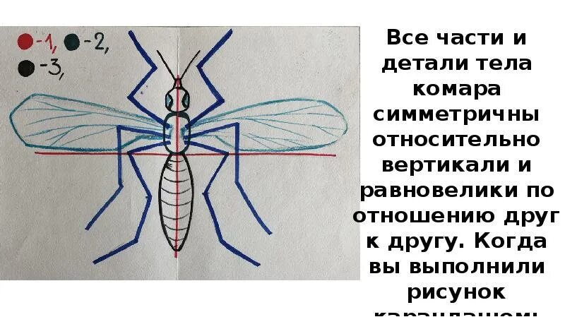 Тип симметрии животного рак. Комар симметрия тела. тип симметрии комара. тип симметрии комара обыкновенного. укажите тип симметрии комара.