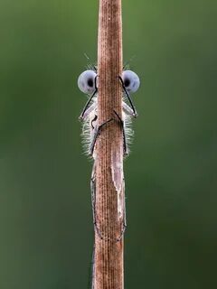 Comedy wildlife awards