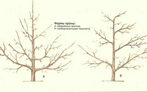Форма яблони