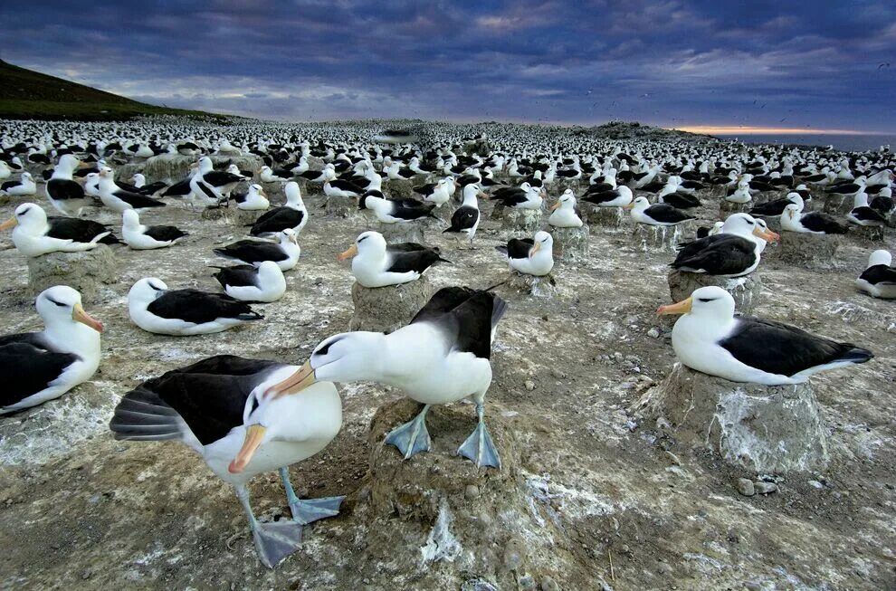 Национальный парк серенгети миграция. Сезонная миграция животных. Миграция животных. Миграция животных. Мигрирующие животные.