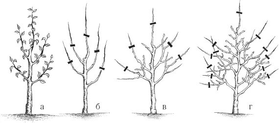 Как обрезать грушу весной видео. Пирамидальная крона яблони. Схема обрезки яблони весной. Схема обрезки яблони осенью. Подрезка яблонь весной схема.