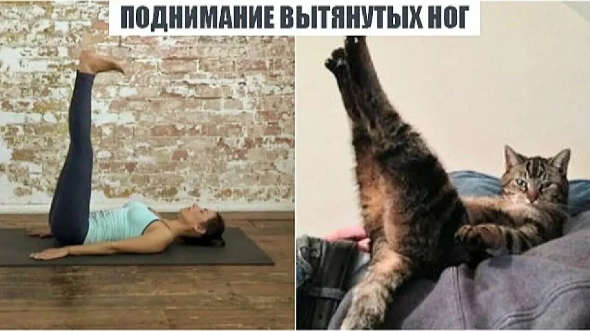 Йога коты. Поза йоги кошка. Кошачья поза человек. Кошачья зарядка. Повтори котика