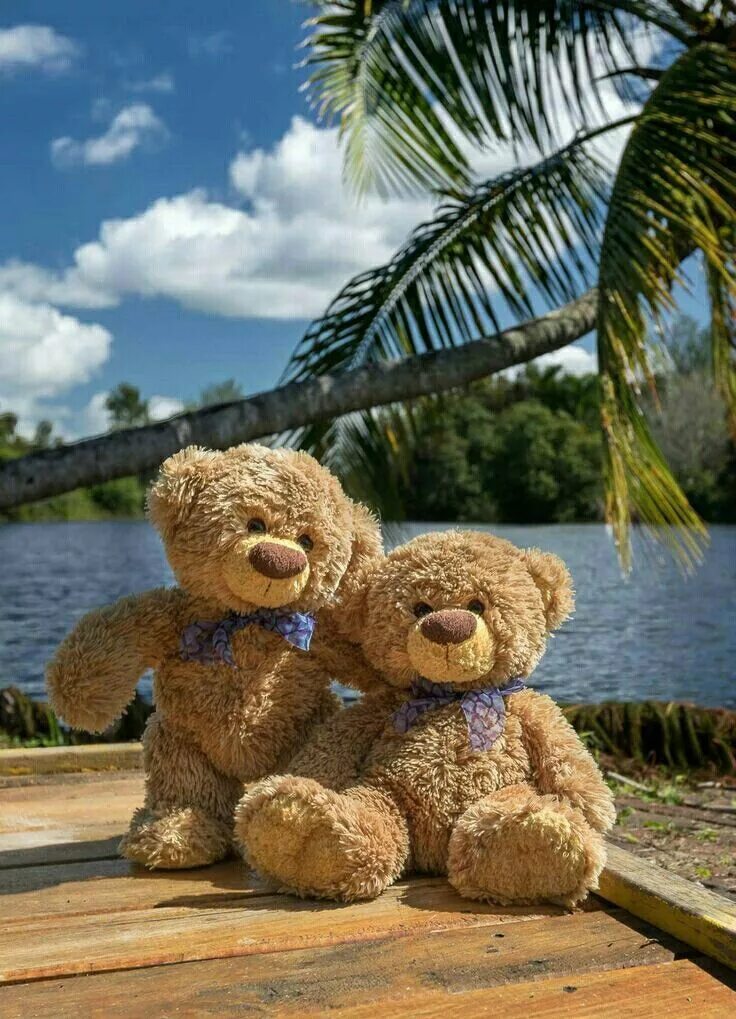 Медвежонок путешественник. Путешествие мишки фото. Bears travel. Медвежонок путешествует. Bears travel.