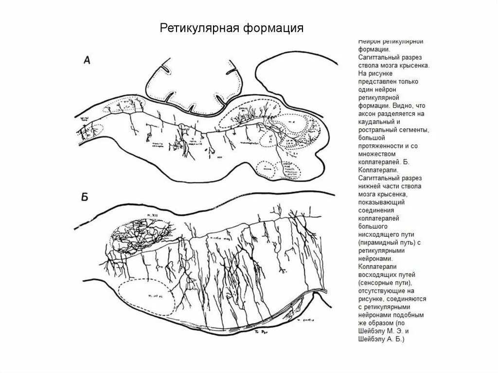 Нейронная организация ретикулярной формации. Коллатерали ретикулярной формации. Ретикулярная формация гистология. Патофизиология ретикулярная формация.