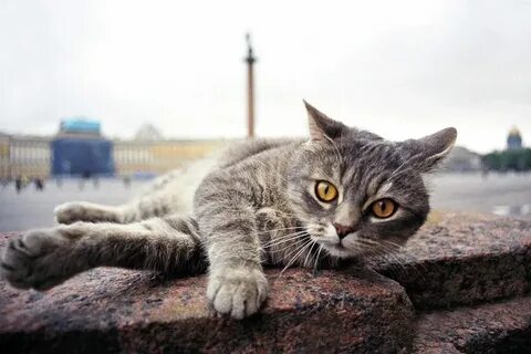 Кот в москве фото