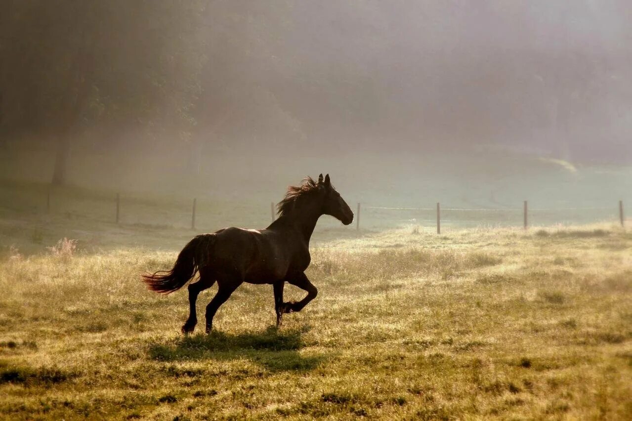 Убегающий конь. Лошадь бежит. Конь скачет. Лошадь в поле. Лошадь бежит по полю.
