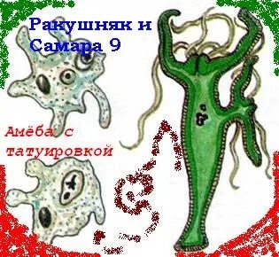 Пуговка амебы 4 буквы сканворд