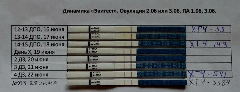 После овуляции 37. Эвитест 15 ДПО. Тест на беременность и тест ХГЧ. Динамика тестов на беременность эвитест. Динамика тестов и ХГЧ.