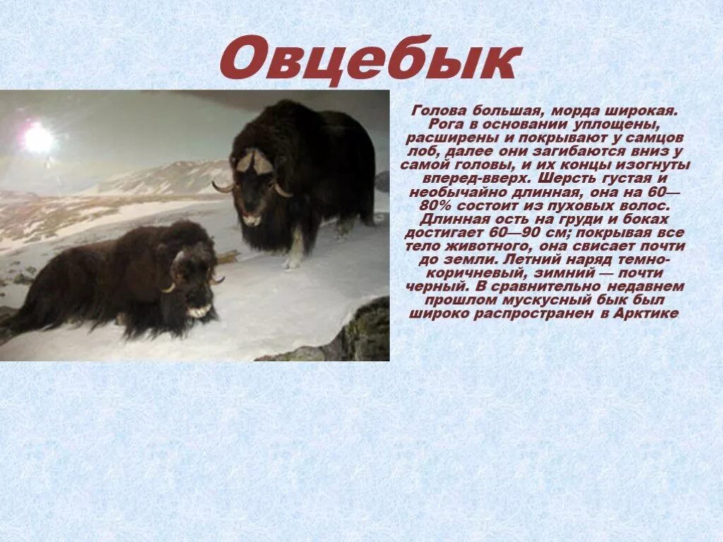 Сообщение окружающий мир 4 класс животные арктики. Овцебык рассказ. овцебык презентация. сообщение о животном овцебык. животные арктиче для 4 класса.