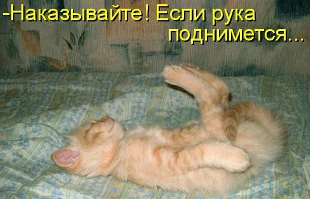 Только увидит нас утром сразу подбежит. Весёлые картинки с надписями. Смешные картинки про котов с надписями. Смешные картинки с котами и надписями. Смешные котята с надписями.