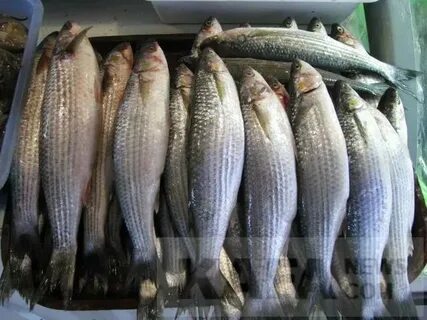 Рыба большая азовское море