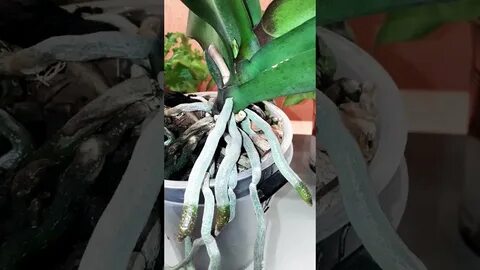 Корни орхидеи видео