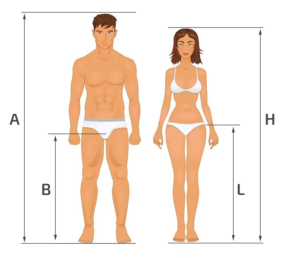 Половые различия мужчин. Телосложение мужчины и женщины. Мужская и женская фигура. Схематично фигура мужчины и женщины. Тело мужчины и женщины.