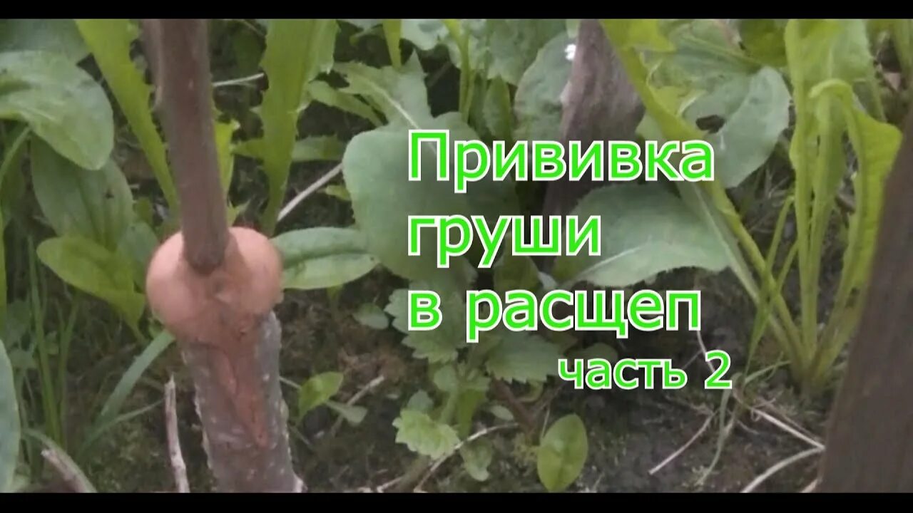 Прививка деревьев груша. Прививка в расщеп. прививка груши в расщеп. результат прививки груши. прививка в расщеп роз.