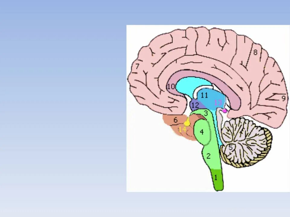 Большое полушарие мозолистое тело мост гипоталамус. Продолговатый мозг средний мозг мозжечок спинной мозг. Отделы головного мозга продолговатый мозг. Мозжечок 2) продолговатый мозг. Мозжечок — ￼; мост — ￼; продолговатый мозг — ￼; промежуточный мозг —.