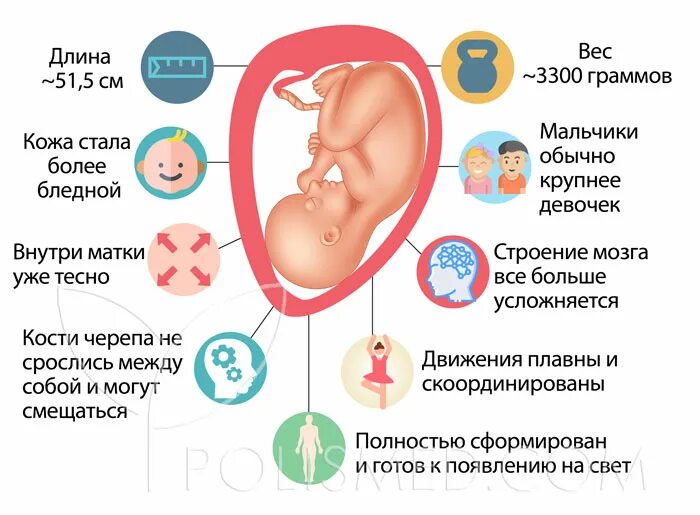 Рост плода на 36 неделе беременности. Размер ребенка на 36 неделе беременности. Вес малыша на 39 неделе беременности.