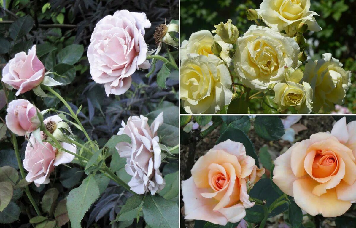 Как отличить розы. Розы чайно-гибридные и флорибунда отличия. Розв внизу.