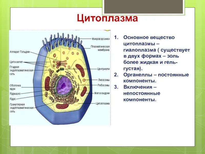 Строение цитоплазмы клетки рисунок. Структура цитоплазмы рисунок. Строение цитоплазмы 9 класс биология. Строение цитоплазмы эукариотической клетки. Каково значение цитоплазмы структуры в жизнедеятельности клетки