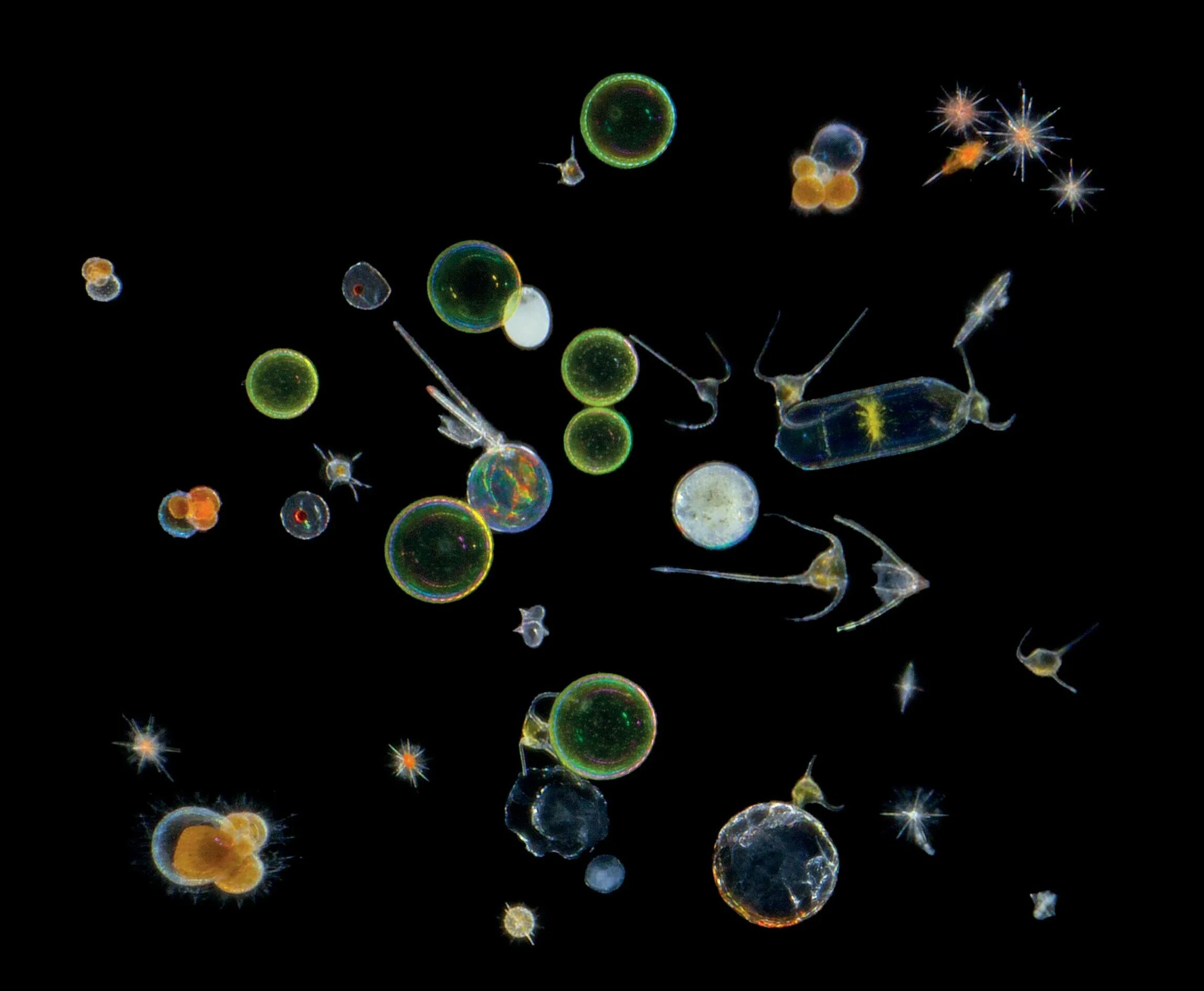 Морской фитопланктон. Зоопланктон и фитопланктон. Океанический планктон. Планктонные ракообразные. Фитопланктон питается.