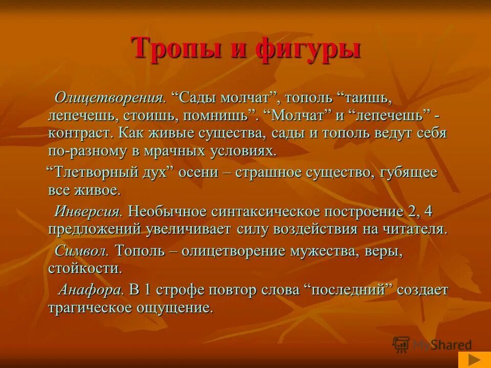 сады молчат. осенний тополь. дерево тополь осенью. боскеты версаля. золотистый тополь.