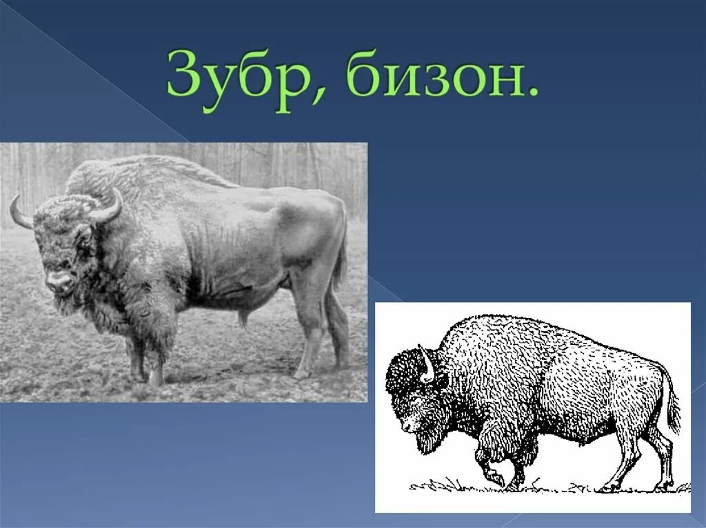 Какой тип питания характерен для бизона. Як ЗУБР Бизон буйвол. Бизон от зубра. Бизоны зубры Буйволы. Отличие бизона от зубра.