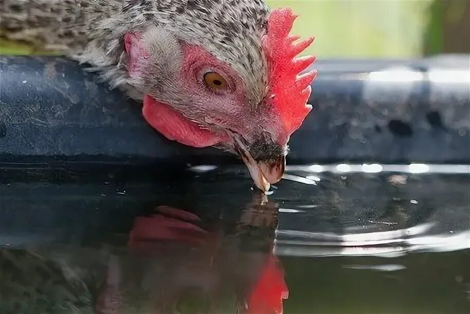 Курица пьет воду. Курица пьет. Куры пьют воду. Курочка водички напьется.