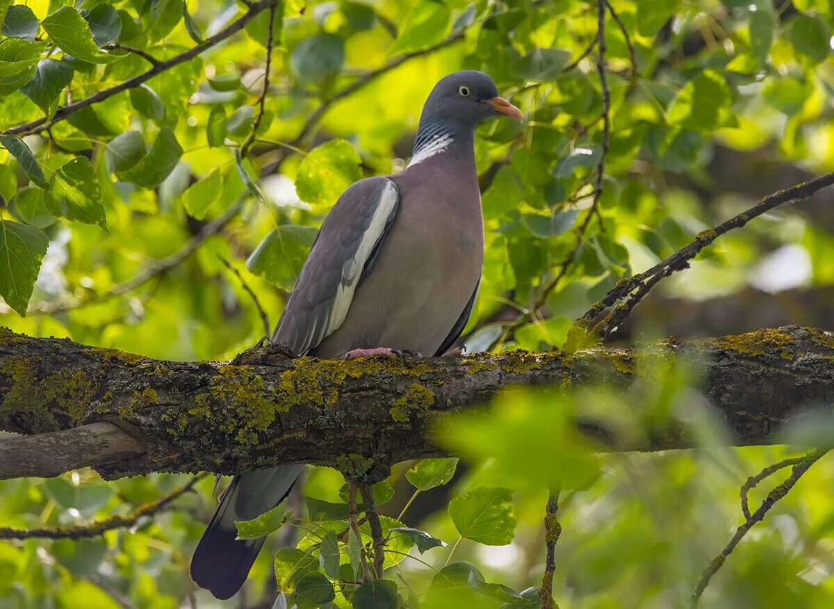 Вяхирь (Columba palumbus). Птица вяхирь и Горлица. Птица голубь вяхирь. Вяхирь витютень. Как называется лесной голубь