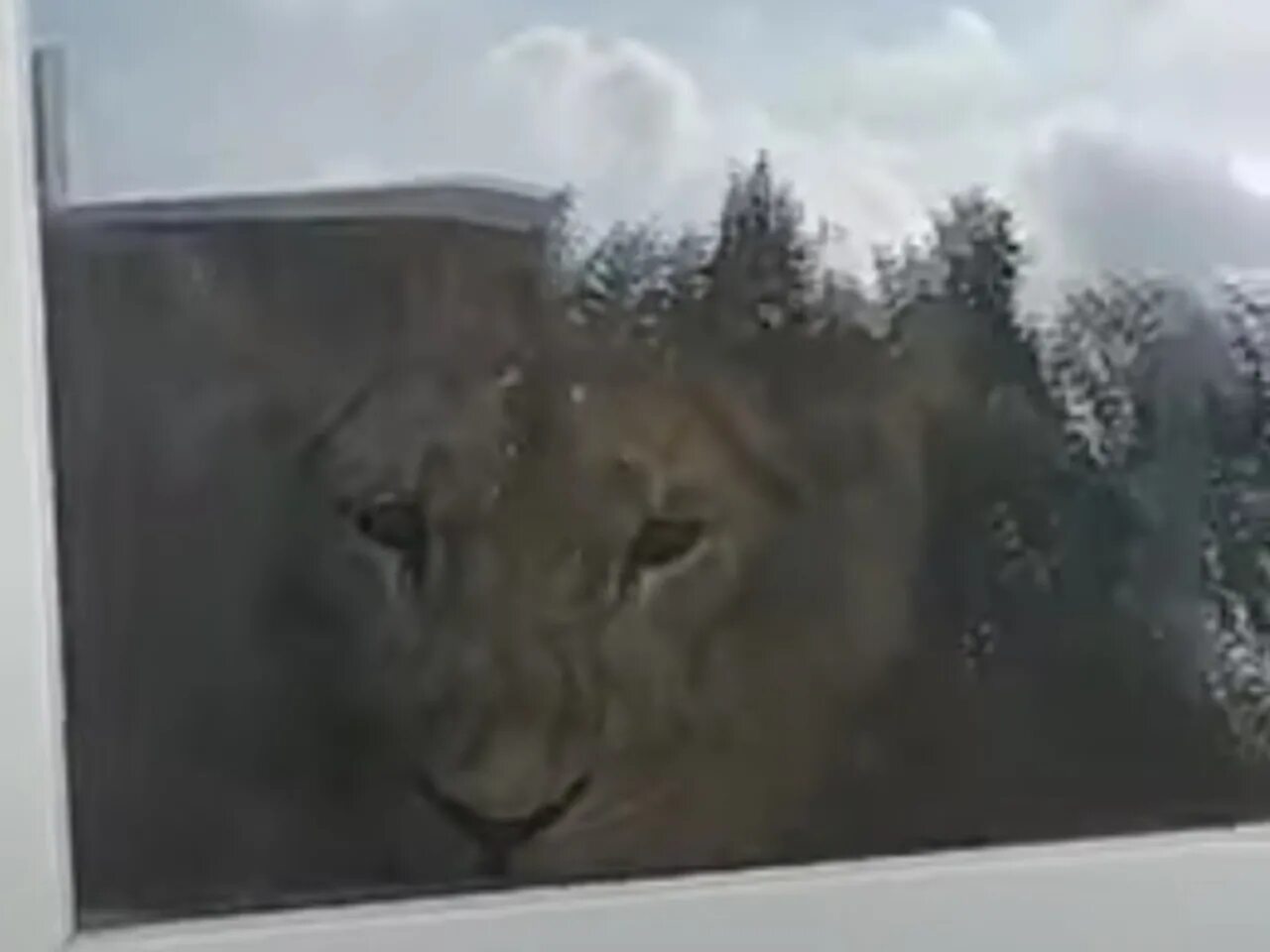 Жинкин лев тещин зверь. Лев в Урюпинске. Лев за окном. Лев в окне. Львенок на окно.