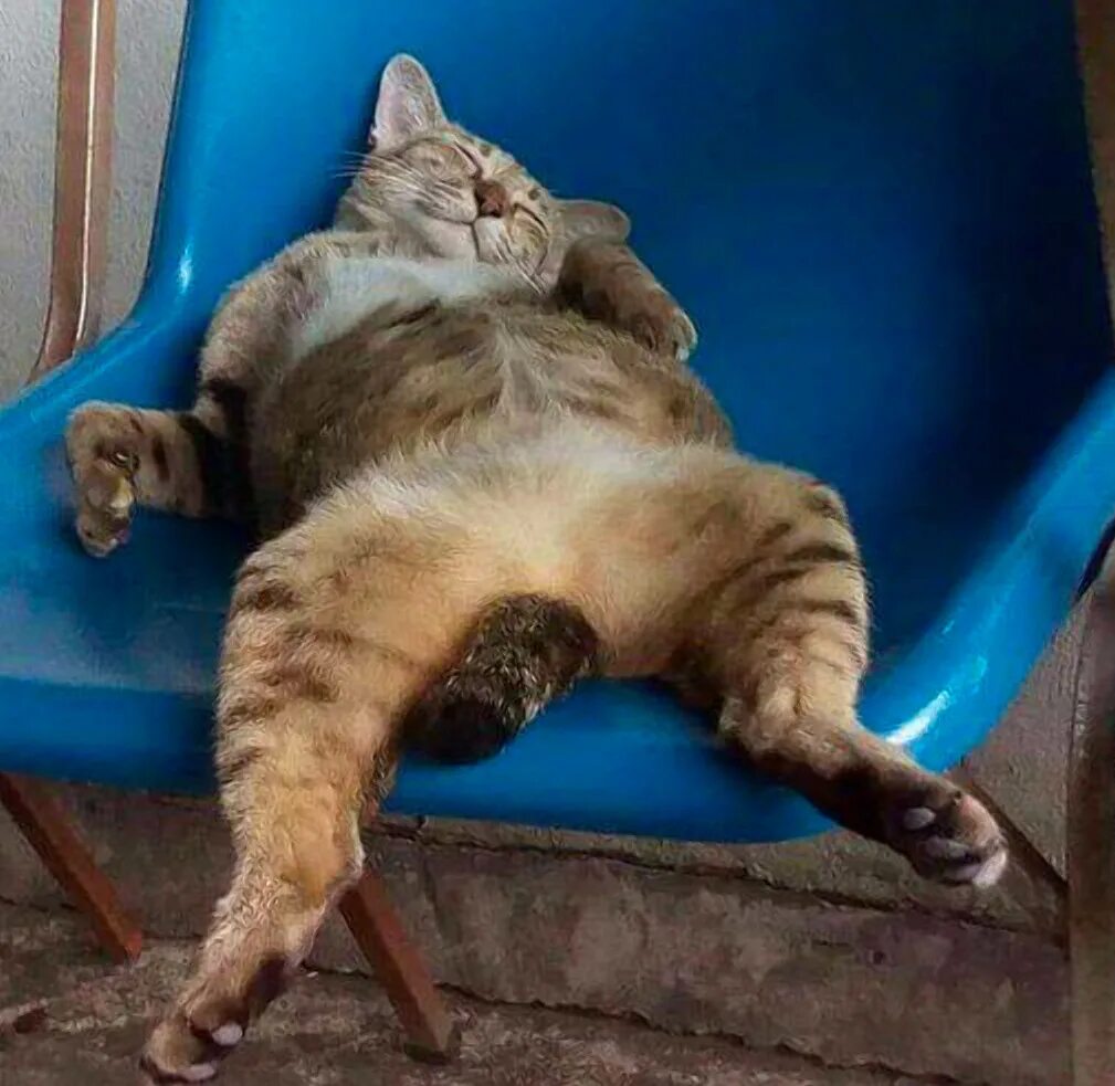 So so so tired. Cats sleeping funny, Cat sleeping, Funny cats
