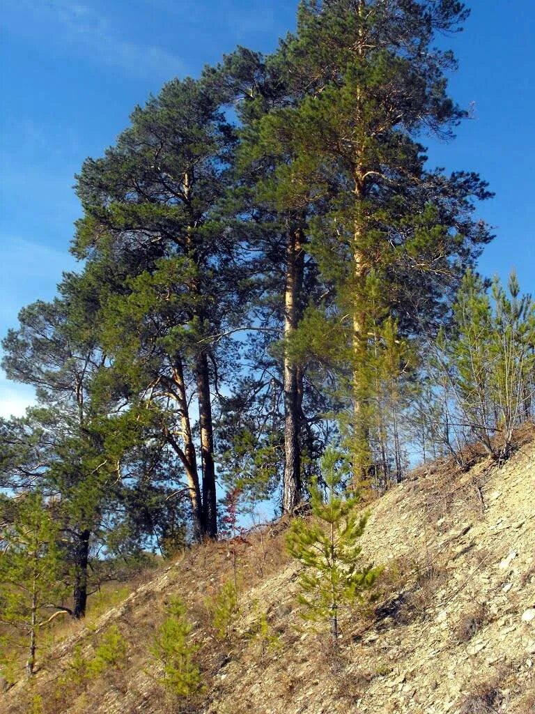 Степная лениногорск. Лениногорский заказник. Заказник Степной Лениногорск. Заповедник Степной Лениногорск. Тумнинский заказник.