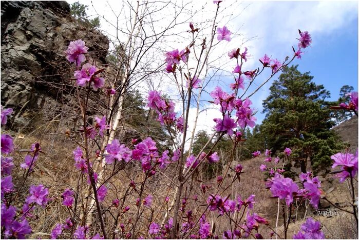 Багульник науки 17. Аршан травник. Шилов багульник. Даурский рододендрон – багульник байкал. Цветы багульника.