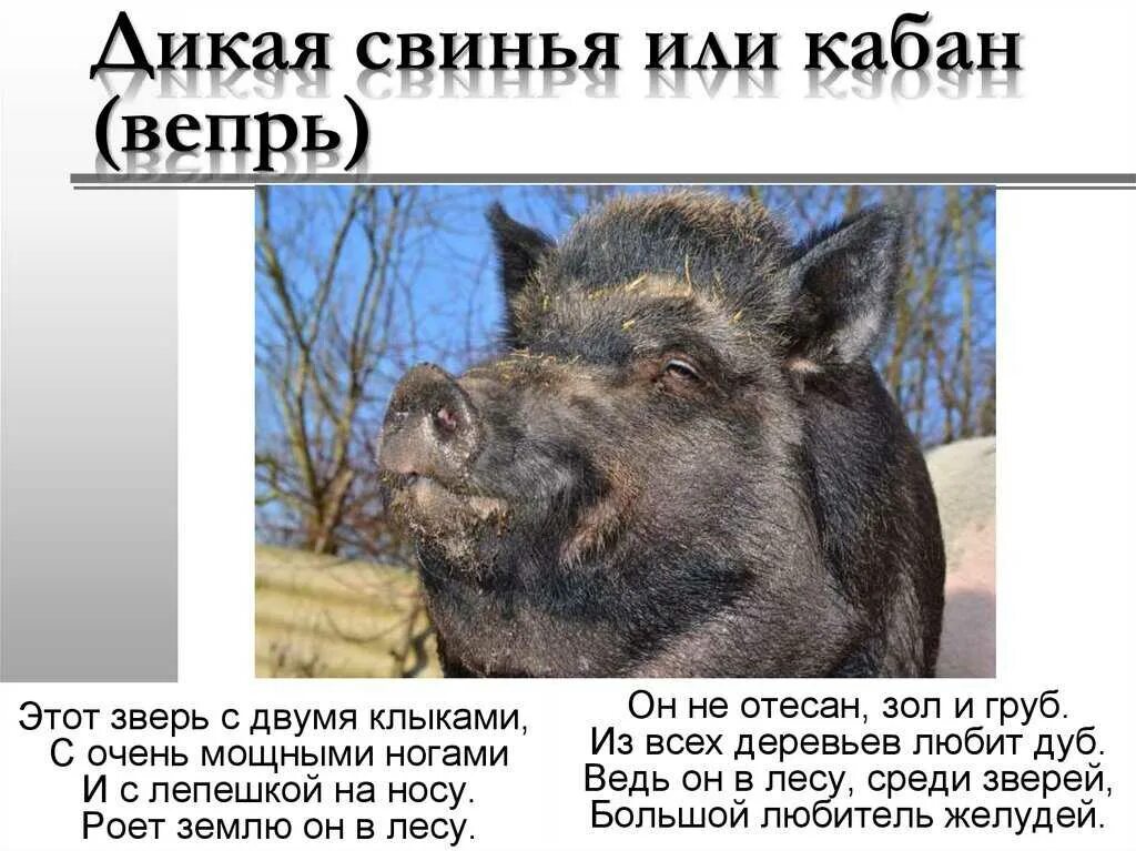 Кабан во сне к чему снится женщине. Загадка про кабана для детей. Доклад про кабана. Кабан в лесу. К чему снится кабан.