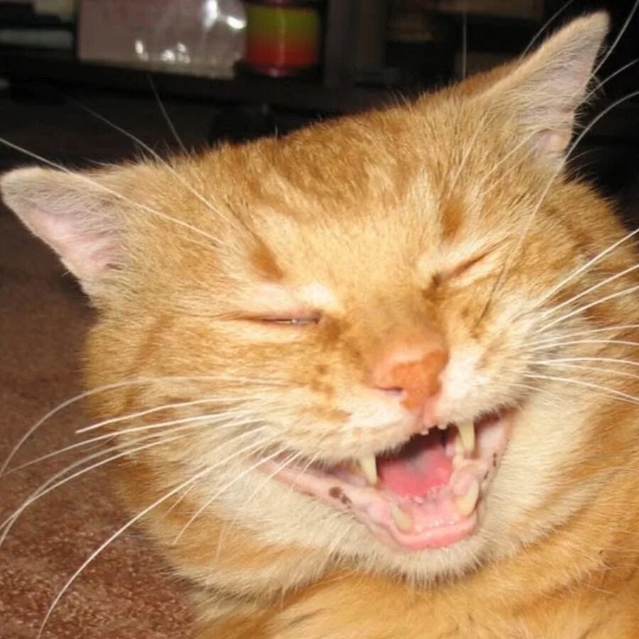 Просто мяу. Кот ржет. Котик смеется. Рыжий усмехающийся кот. Рыжий кот показывает язык.