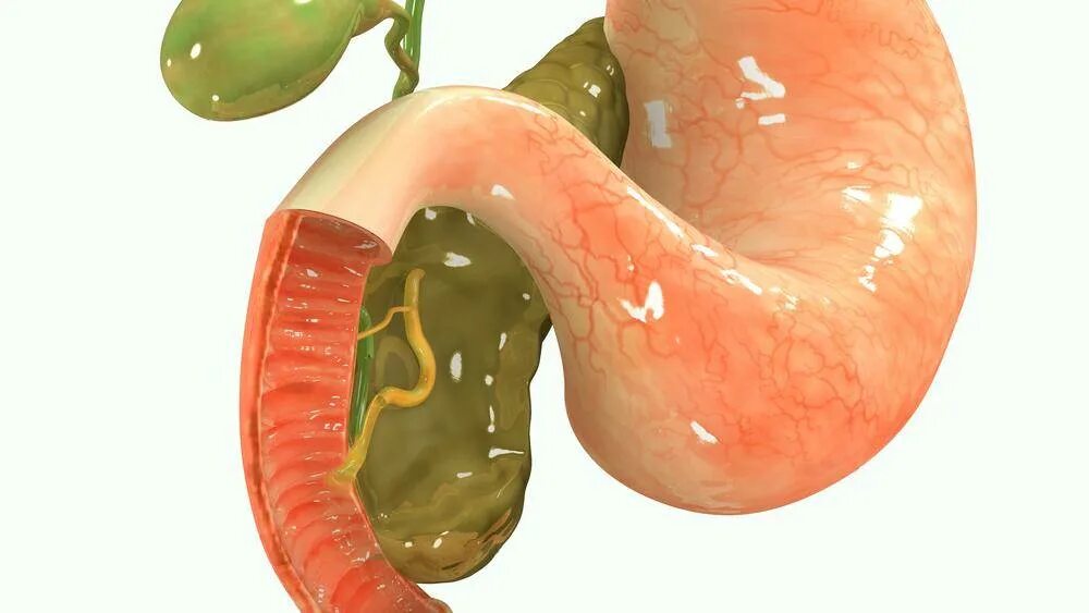 Желчный пузырь анатомия 3д. Желчный пузырь и поджелудочная железа. Поджелудочная железа 3д анатомия. Печень желчный пузырь поджелудочная железа желудок.