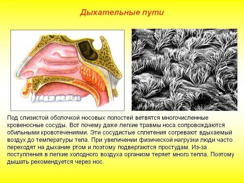 Слизистая оболочка дыхательных путей представлена