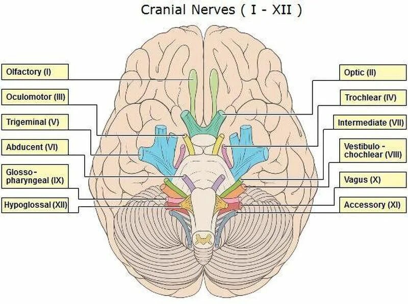 Количество нервов в головном мозге. Выход 12 черепных нервов. 12 Пар черепно мозговых нервов. Выход черепных нервов из головного мозга. Черепно мозговые нервы анатомия.
