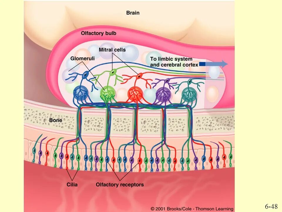 Рецепторы обонятельной сенсорной системы. Периферический отдел обонятельной сенсорной системы. Строение обонятельной системы. Строение обонятельной системы. Обонятельный анализатор мозг.