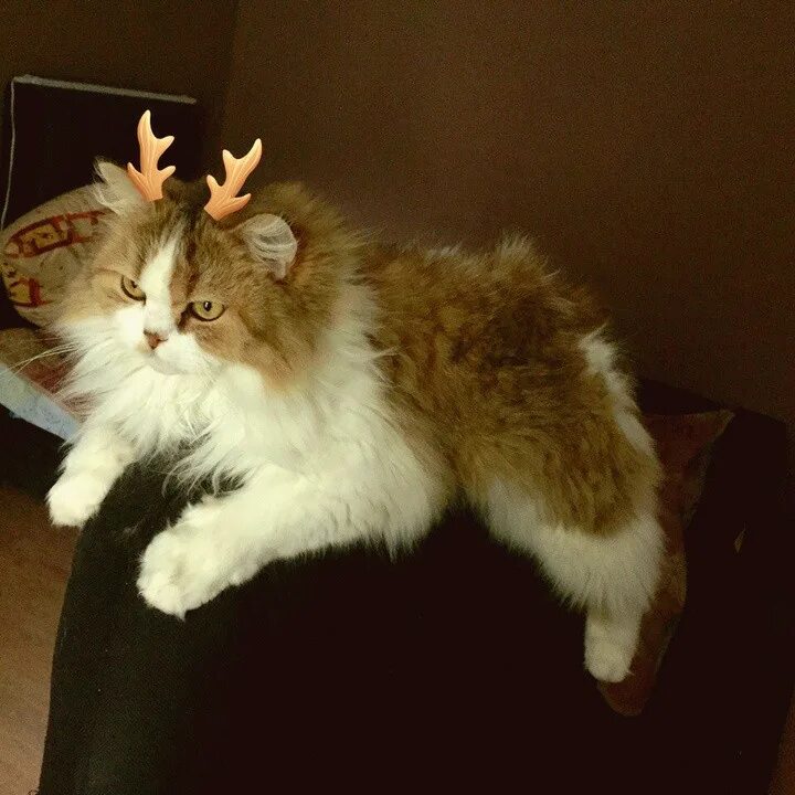 Анна шуклина кошки киров. Главная кошка. Кот тиша для детей. Кот тиша фото. Кошка кирова.