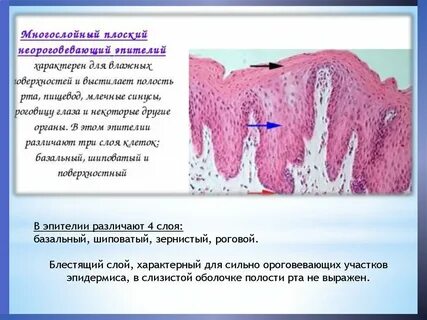 Базальный слой