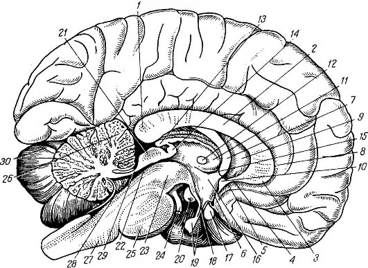 Головной мозг 7 класс. Сагиттальный разрез головного мозга. Сагиттальный разрез мозга анатомия. Мозолистое тело Сагиттальный разрез. Сагиттальный срез мозга Синельников.