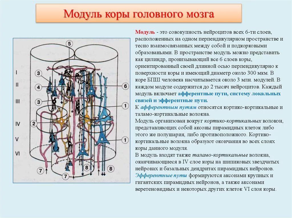 Организация коры головного мозга. Модуль коры больших полушарий гистология. Модульное строение коры головного мозга. Схема модуля коры большого мозга. Тормозная система модуля коры.