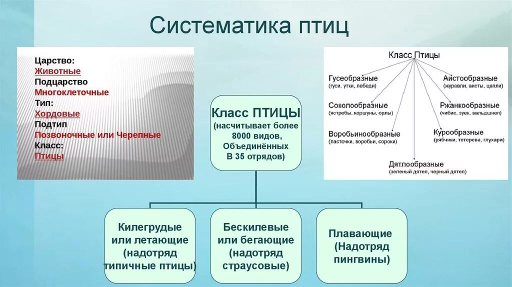 Количество видов класса птиц. Систематика птиц таблица. Систематика и классификация птиц 7 класс биология. Классификация класса птицы таблица. Классификация птиц схема 7 класс.