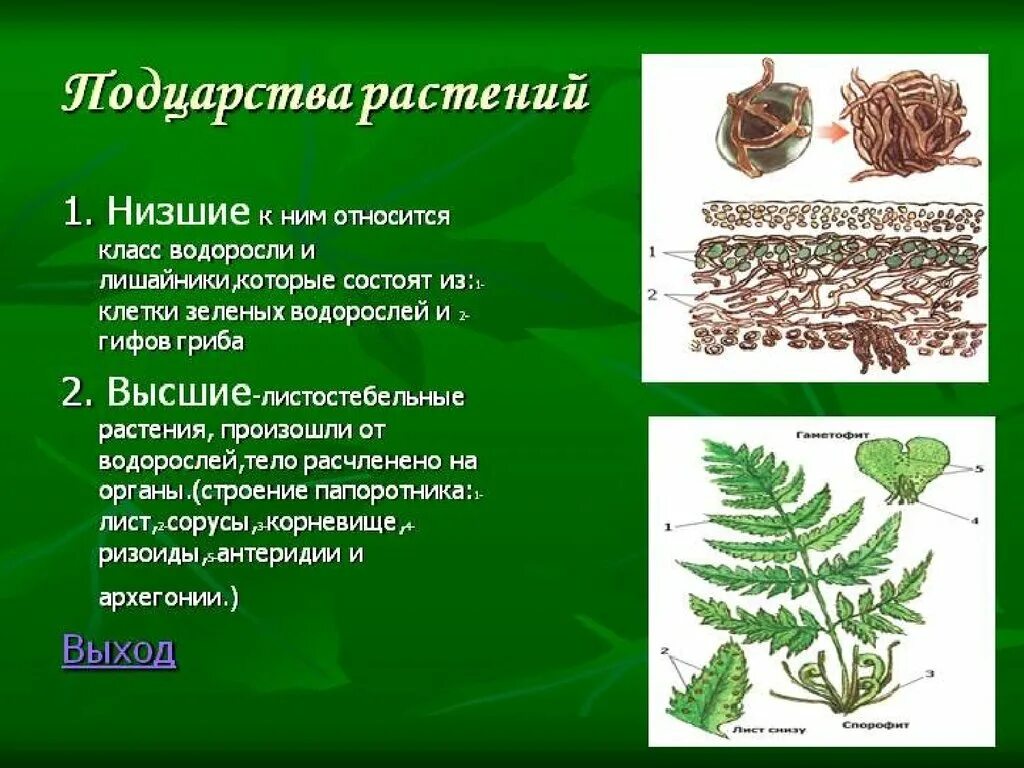 Основная характеристика низших растений. Подцарство высших растений. Низкие и высшие растения. Подцарство высшие растения. Царство растений строение.