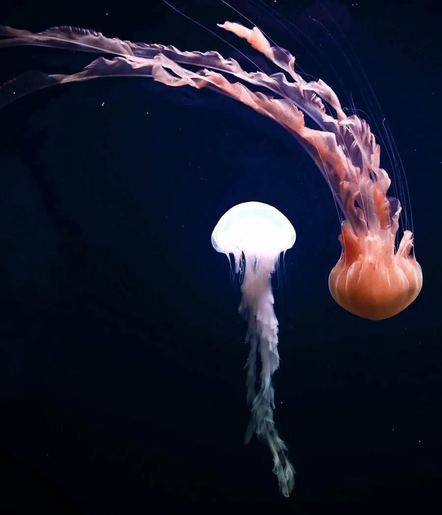 Купол медузы. Медузы 4к. Сцифоидные медузы. Биолюминесценция медузы. Воздушная медуза.