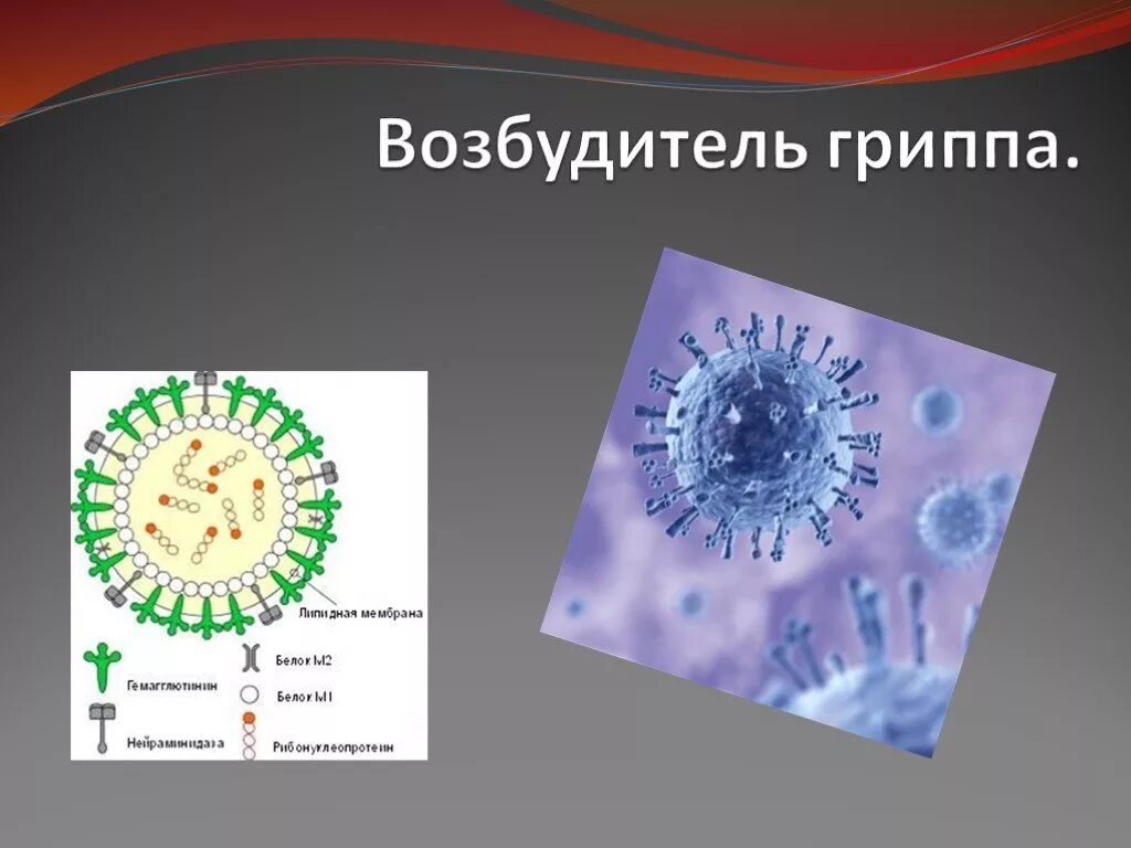 Какие возбудители гриппа. Возбудитель гриппа. Вирус гриппа возбудитель. Возбудитель гриппа микробиология. Название возбудителя гриппа.