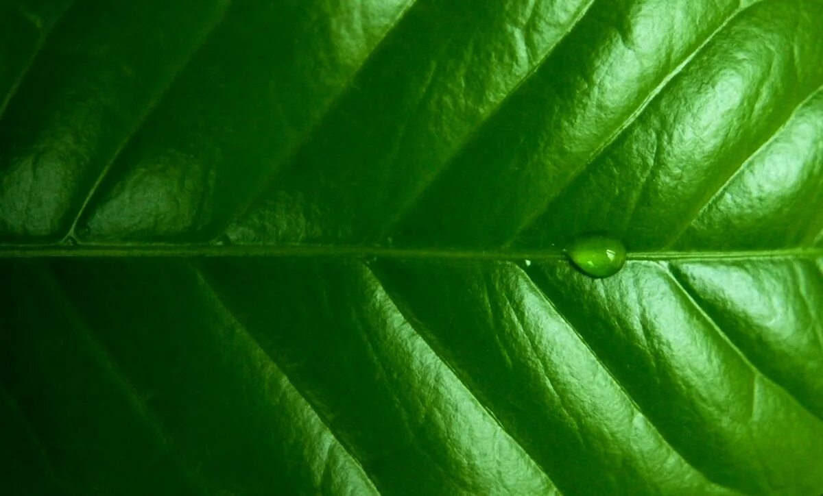 Листья фотографии зеленые. Листья фотографии зеленые. Зеленый лист. Листья фотографии зеленые. Листва.